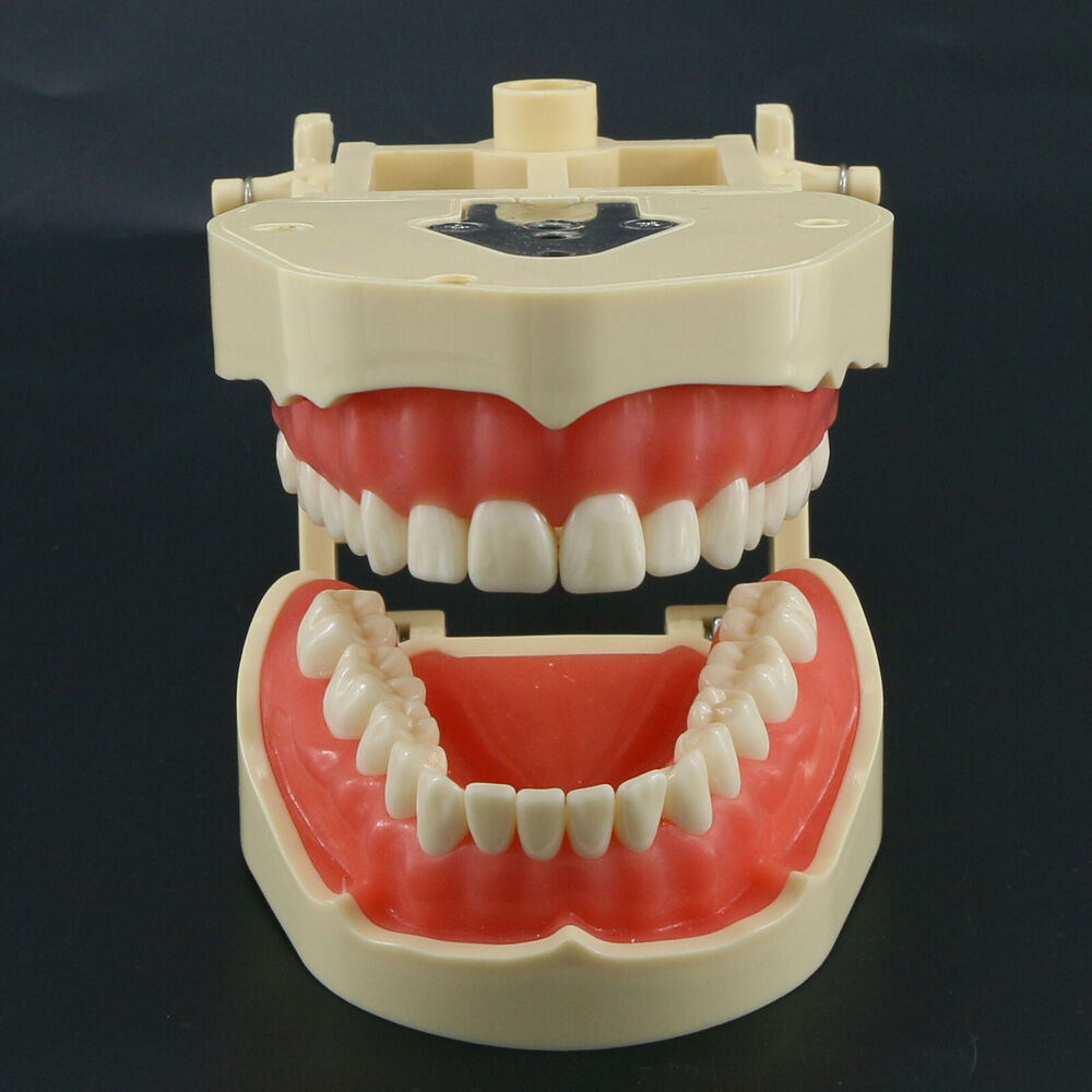 Frasaco ANA-4 Dental Restorati - Stethoscope 评论和价格