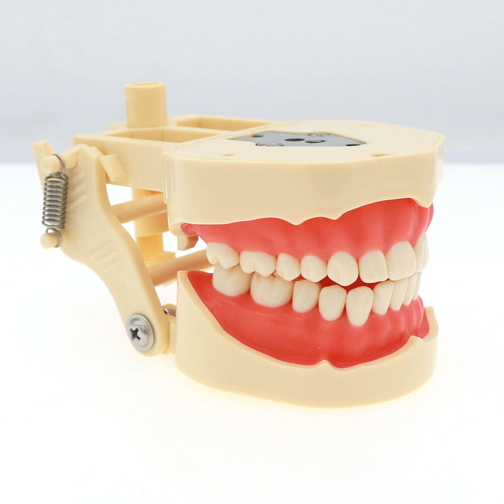 Frasaco ANA-4 Dental Restorati - Stethoscope 评论和价格