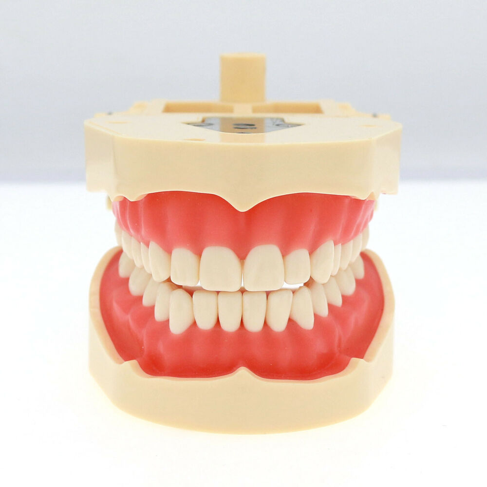 Frasaco ANA-4 Dental Restorati - Stethoscope 评论和价格